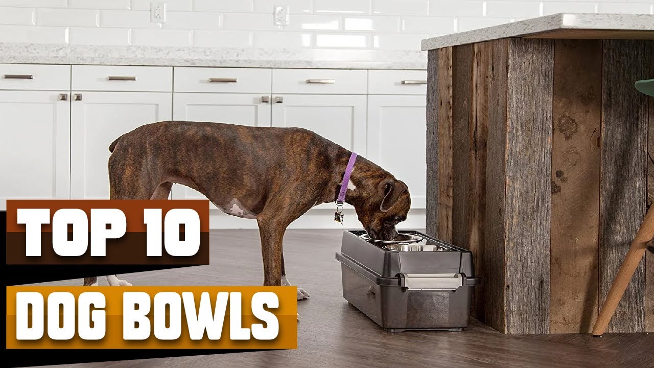 Best Dog Bowls for Large Dog In 2026 - Top 10 Dog Bowls for Large Dogs Review