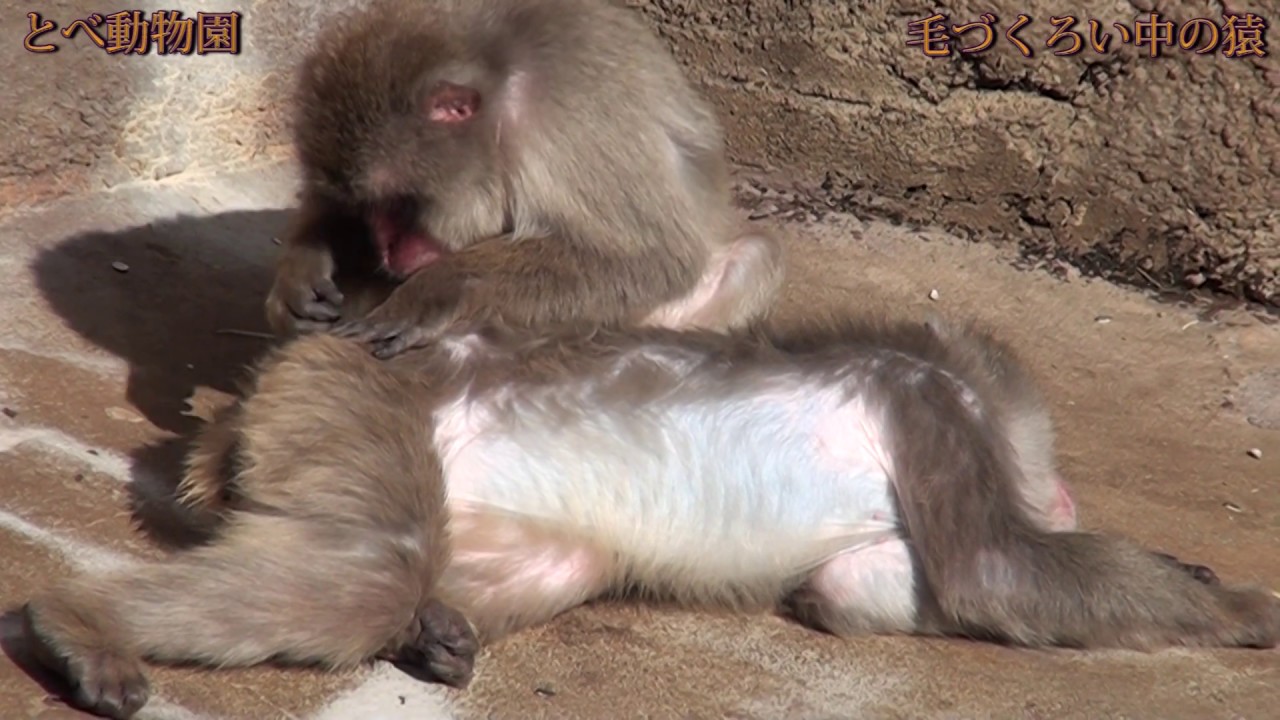 とべ動物園　猿の毛づくろい　tobe zoo monkey grooming