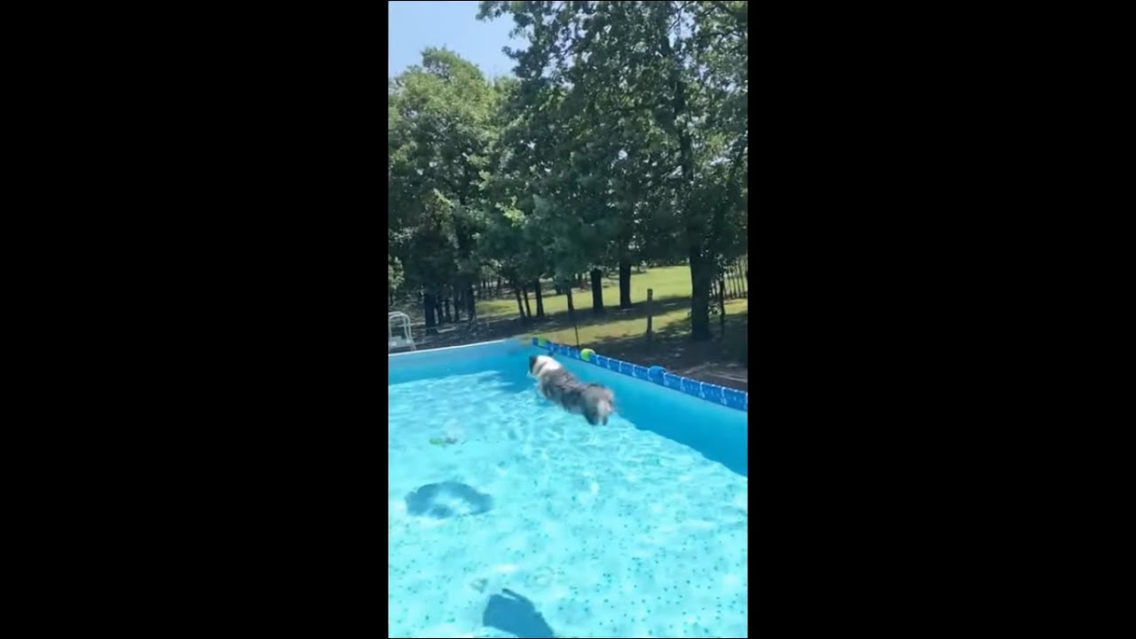 Dog Floating Mid Air Jumping in the Pool