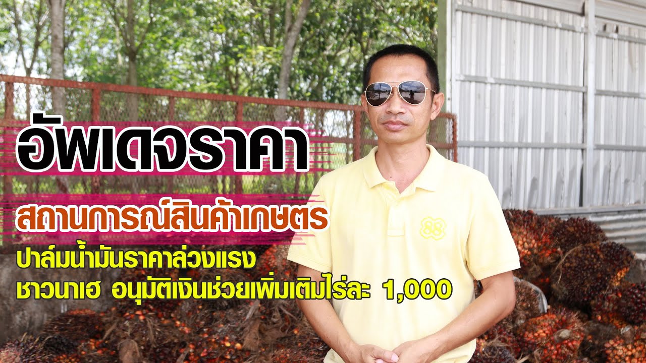 EP:53 อัพเดทสถานการณ์สินค้าเกษตร  ปาล์มราคาล่วงแรง  ชาวนาเฮ อนุมัติเงินช่วยเพิ่มเติมไร่ละ 1,000
