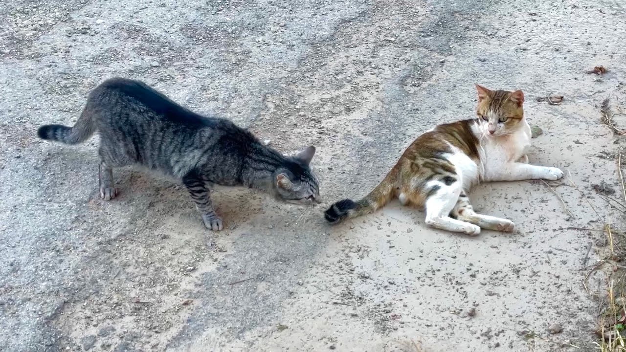 Indoor Cat Meets Outdoor Cats