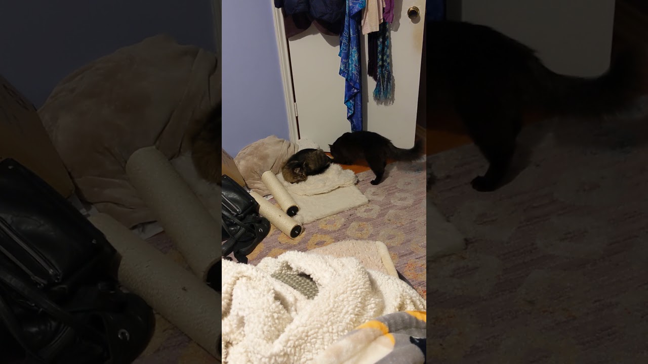 Smokey Failed at Fetch