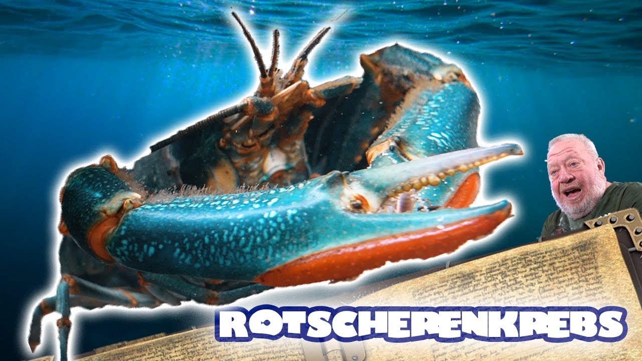 DER KRIEGER - SUPER STARK BEWAFFNET - ROTSCHERENKREBS | FISCH ENZYKLOPÄDIE | ZOO ZAJAC
