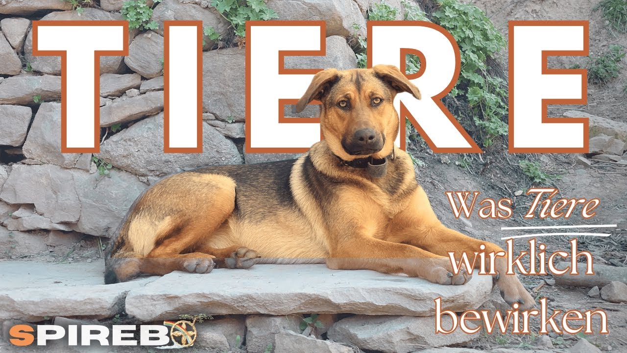 &Uuml;ber W&Ouml;LFE, TIERE, KATZEN, HUNDE & uns MENSCHEN &ndash; 3 ehrliche Fragen an unseren Schamanen 🐺🐕🐱