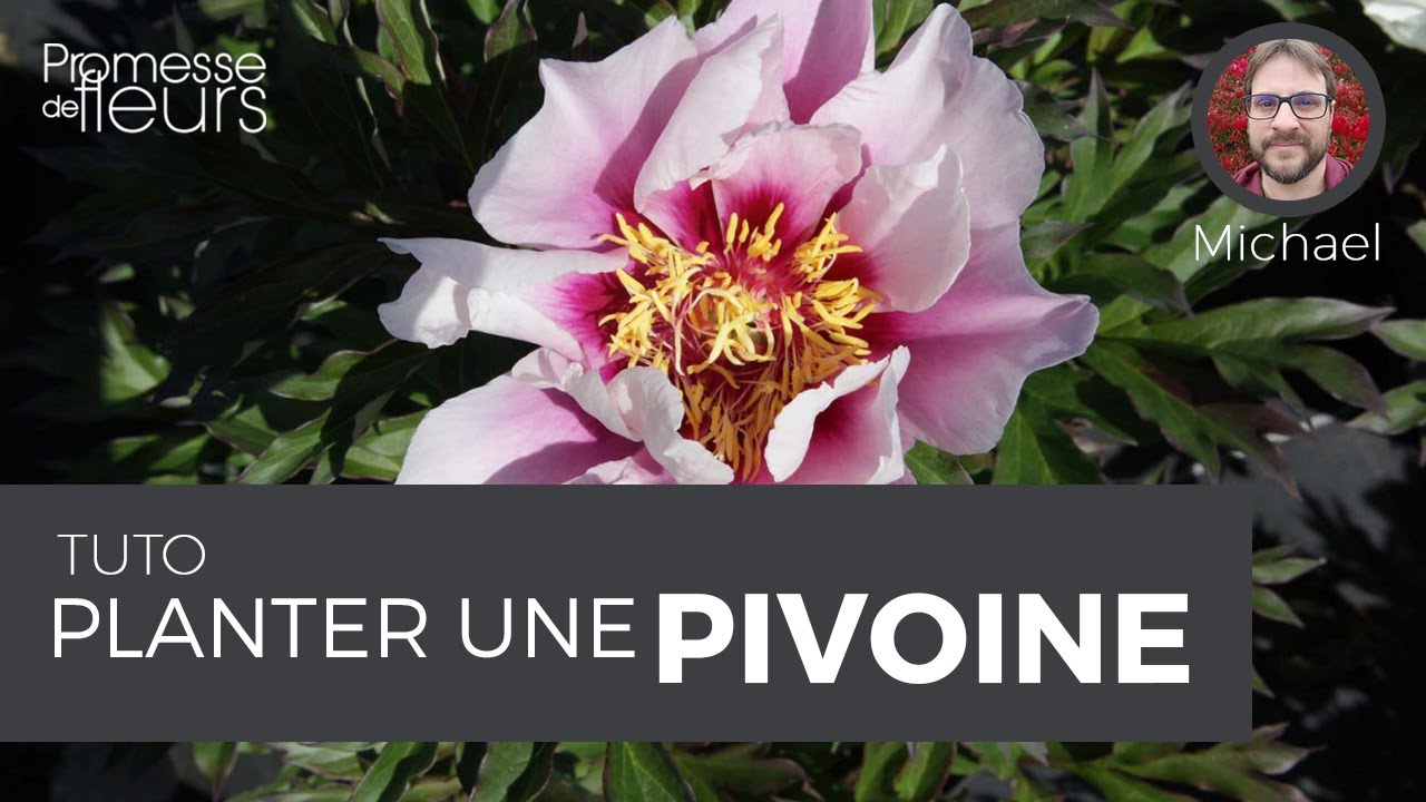 Tuto : Planter une Pivoine en racines nues