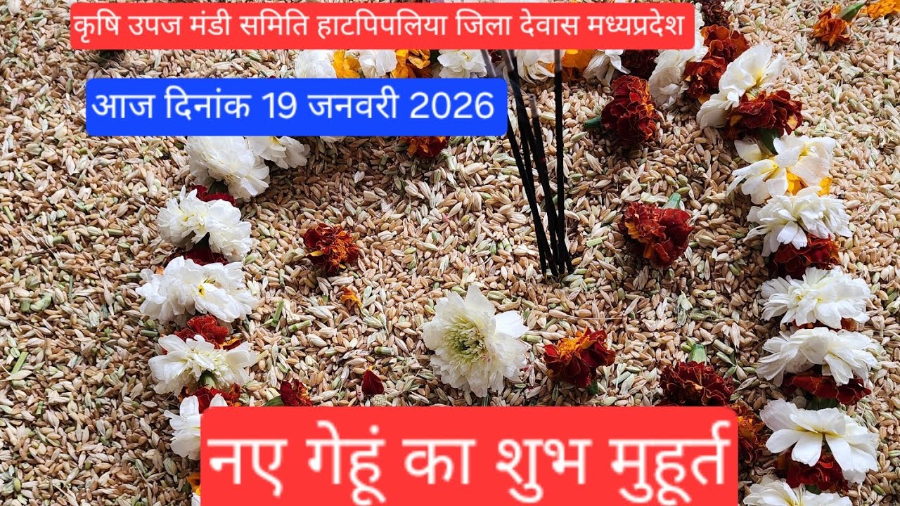 19 जनवरी 2026 नया गेहूं का शुभ मुहूर्त 🔥🌾🌾| देवास मंडी | हाटपीपल्या मंडी | soybean rate Dewas Mandi 