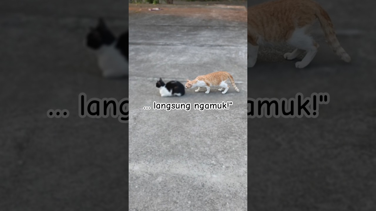&hellip; langsung ngamuk!