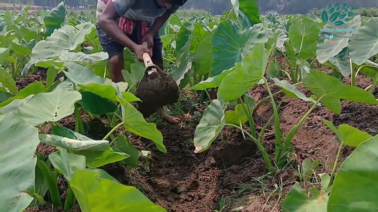 কচুর চাষ | Colocasia farming in West Bengal