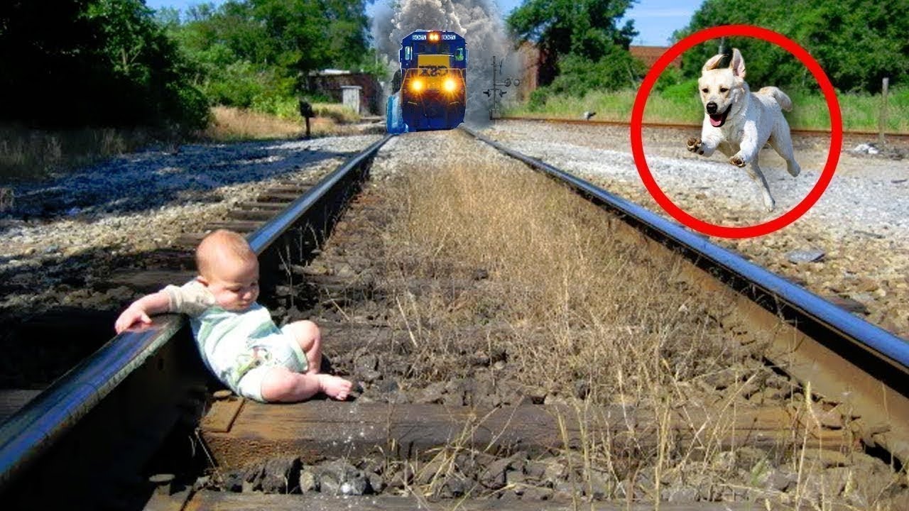 HŐS ÁLLATOK, AKIK EMBEREK ÉLETÉT MENTETTÉK MEG 2. RÉSZ