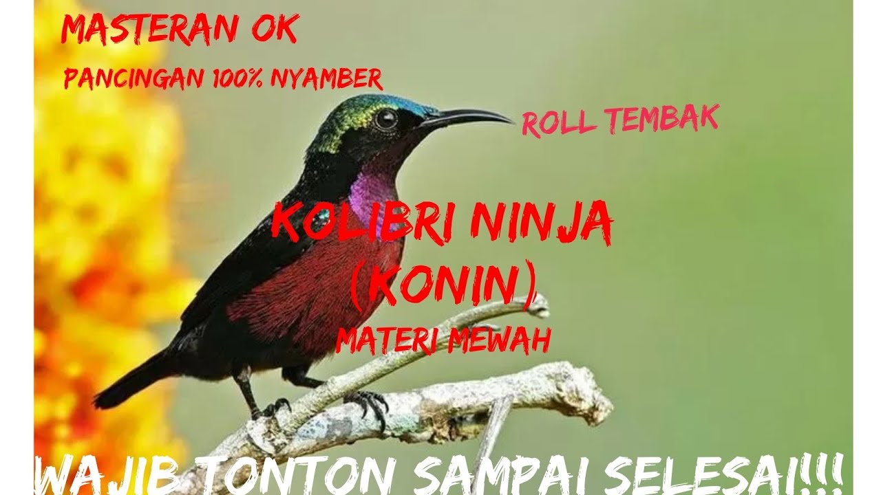 Konin / Kolibri ninja full isian mewah tembakan panjang || untuk panjingan dan masteran juara
