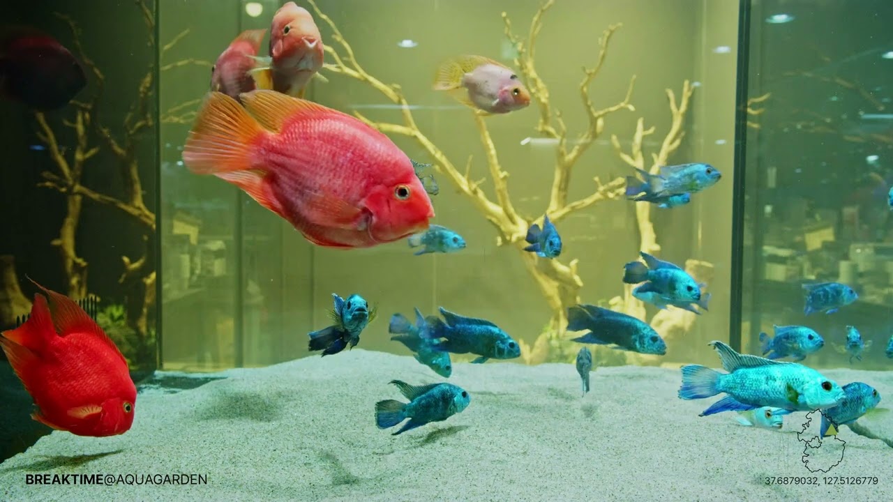 Relaxing Oceanscapes_Aquarium_쉬는시간_아쿠아리움_가평_물멍_힐링_ASMR_4K_1HOUR_