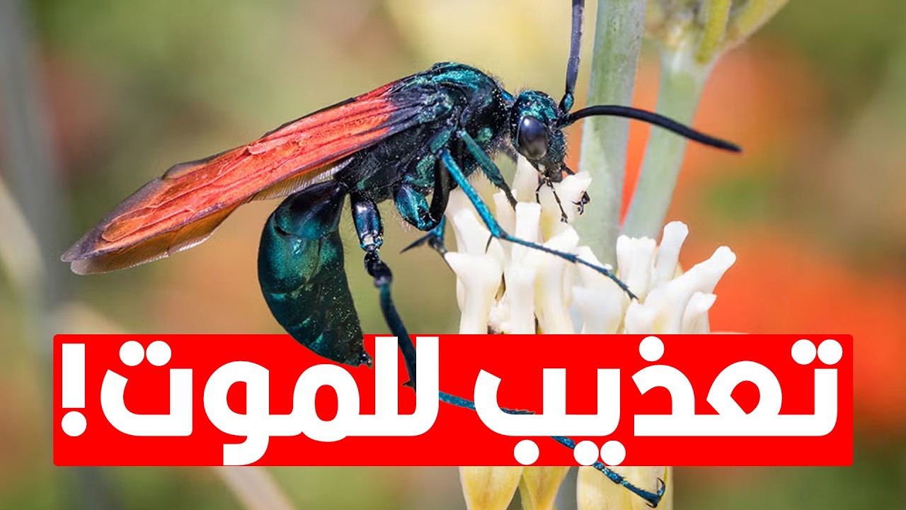 أخطر الحشرات على وجه الأرض