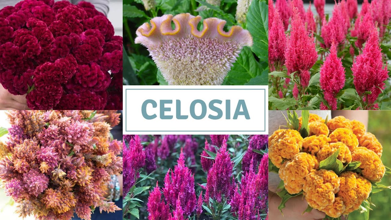 How To Sow Celosia / Sowing Cockscomb