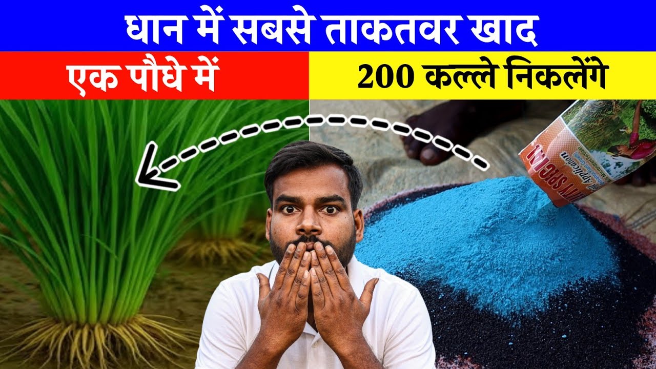 धान में इस खाद को डालने से उत्पादन डबल🌾dhan me kalle badhane ke upay | dhan me khad kab dale 