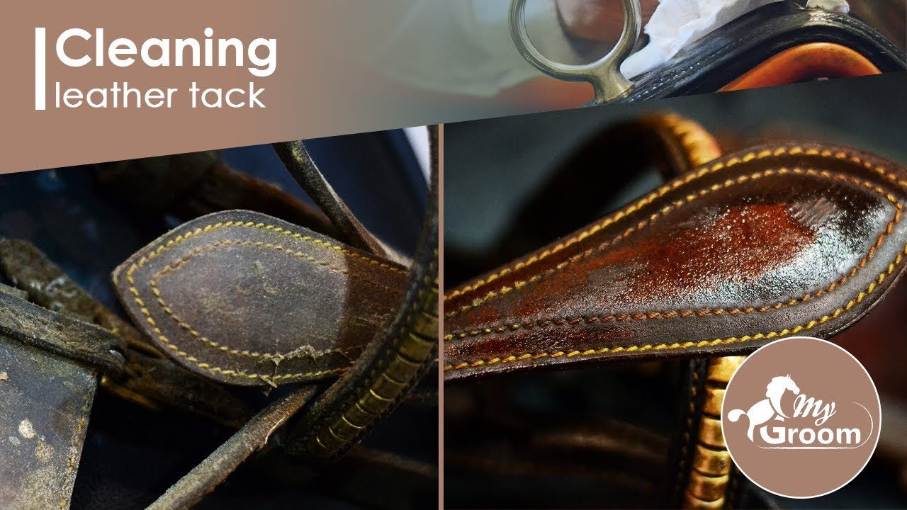 Cleaning leather tack with My Groom - CDN Horse