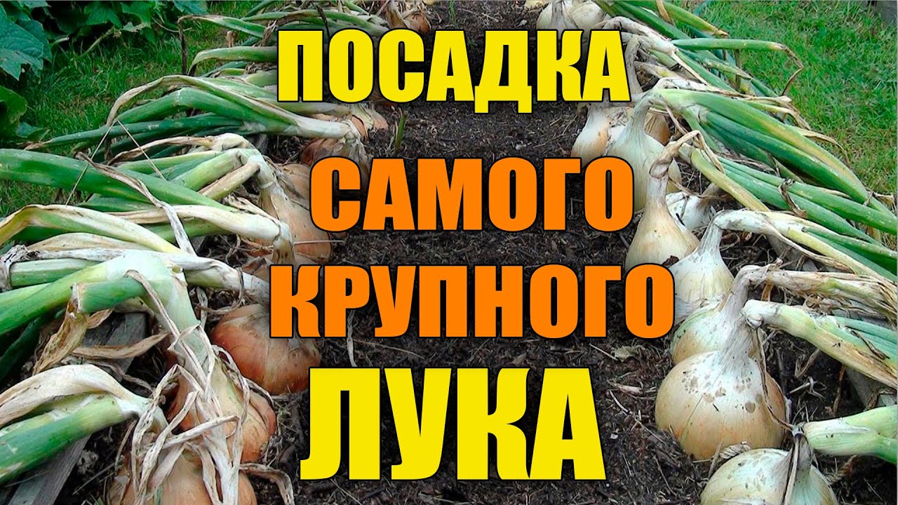 КАК ПОСАДИТЬ РАССАДУ ЛУКА ЭКСИБИШЕН!