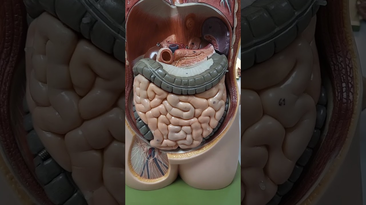 Mide, İnce Bağırsak ve Kalın Bağırsak Anatomisi
