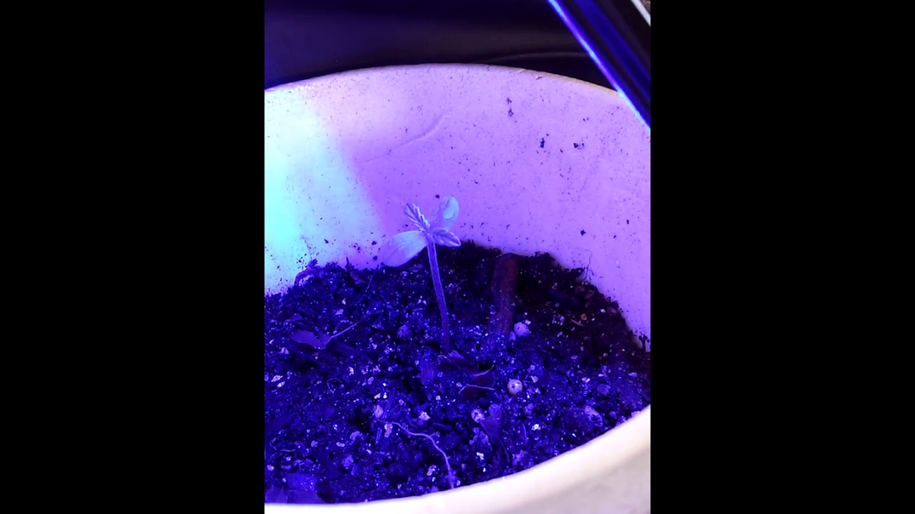 BEST WAY to germinate cannabis seeds BLUE LED VEG