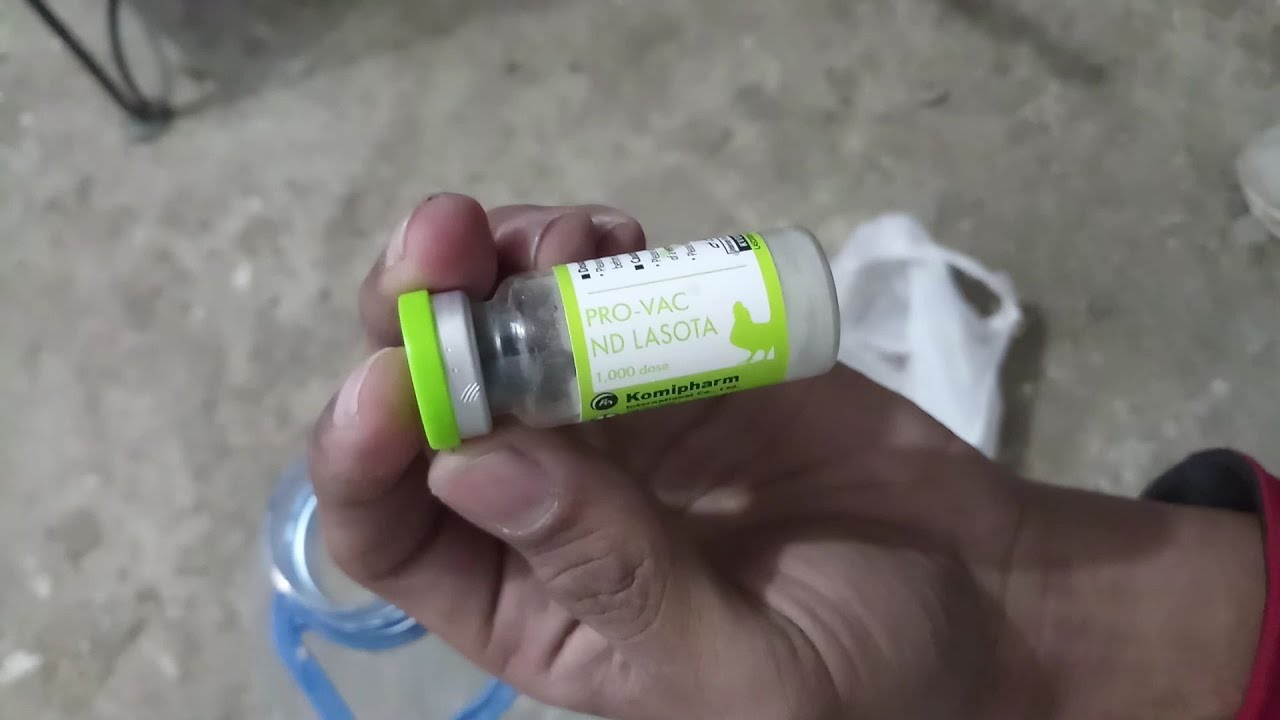 pigeons ki vaccination krny ka tariqa /How to vaccine your birds /PRO-VAC ND LASOTA/furr and feather