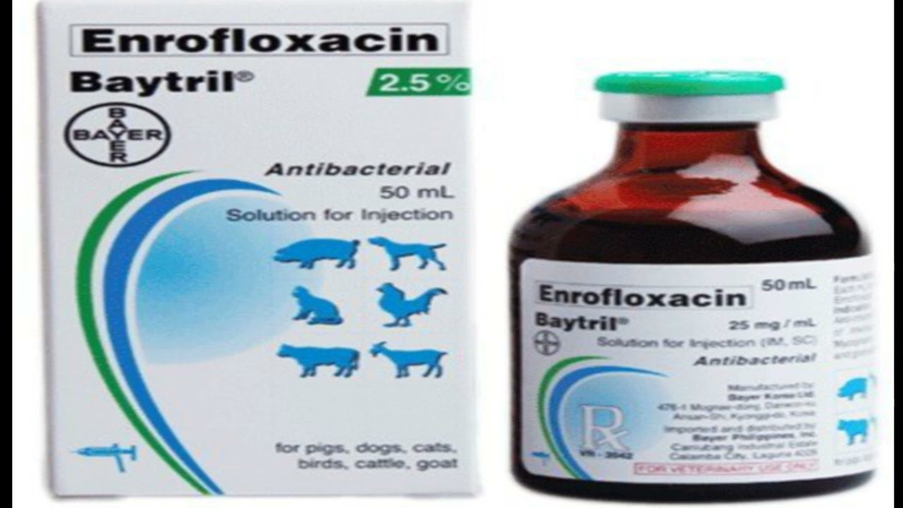 Baytril Enrofloxacin  broad-spectrum antibiotic for racing pigeons