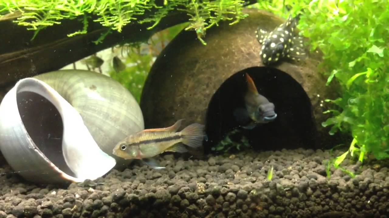 Dancing Apistogramma Cacatuoides