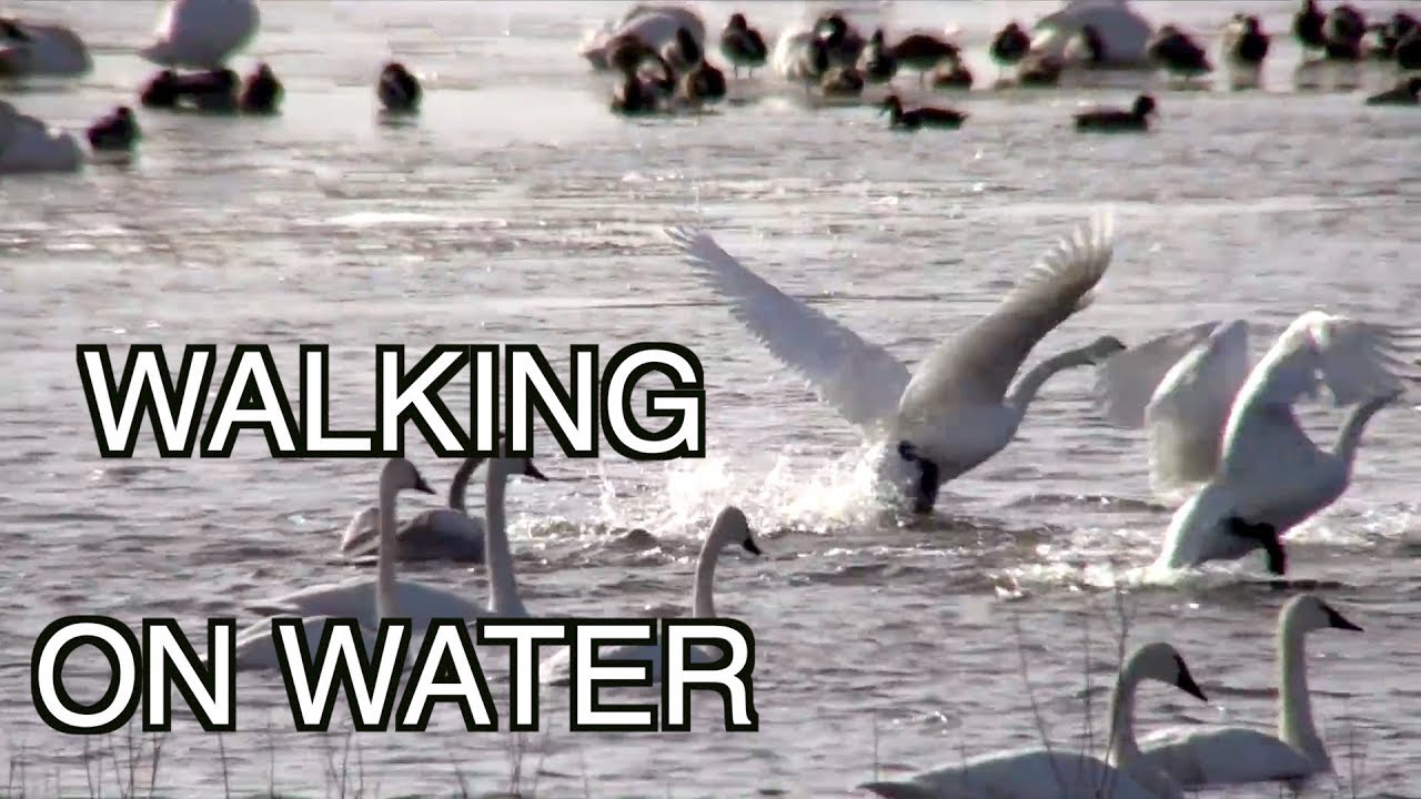 Trumpeter Swans in Flight--NARRATED
