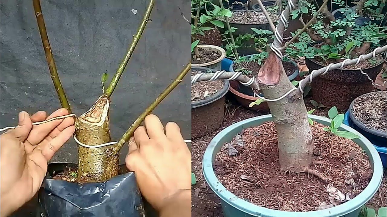 Biar cepat besar kita ground saja!!! Ground bahan bonsai loa hasil stek batang