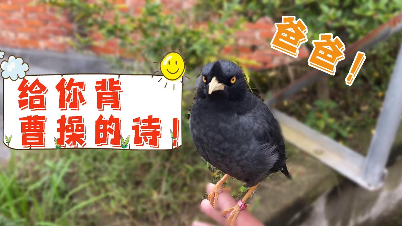 一只爱干净爱洗澡的鸟，刚背完曹操的诗就喊我爸爸，可惜一言不和就骂人，脾气太大了【天下一场梦】