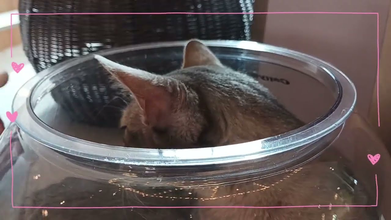 癒しのネコカフェ😸