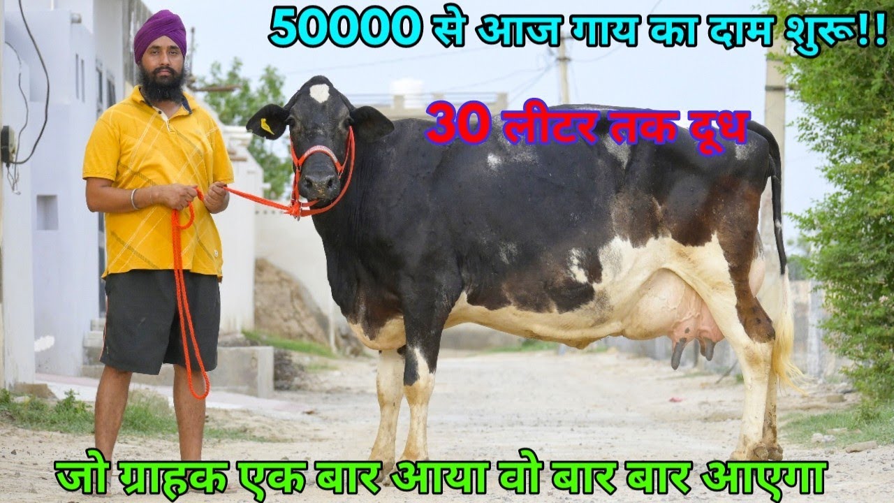 50000 से आज का दाम!! 30 लीटर तक दूध की गाय खरीदो गंगानगर के सबसे भरोसेमंद फार्म से। Gill Dairy Farm