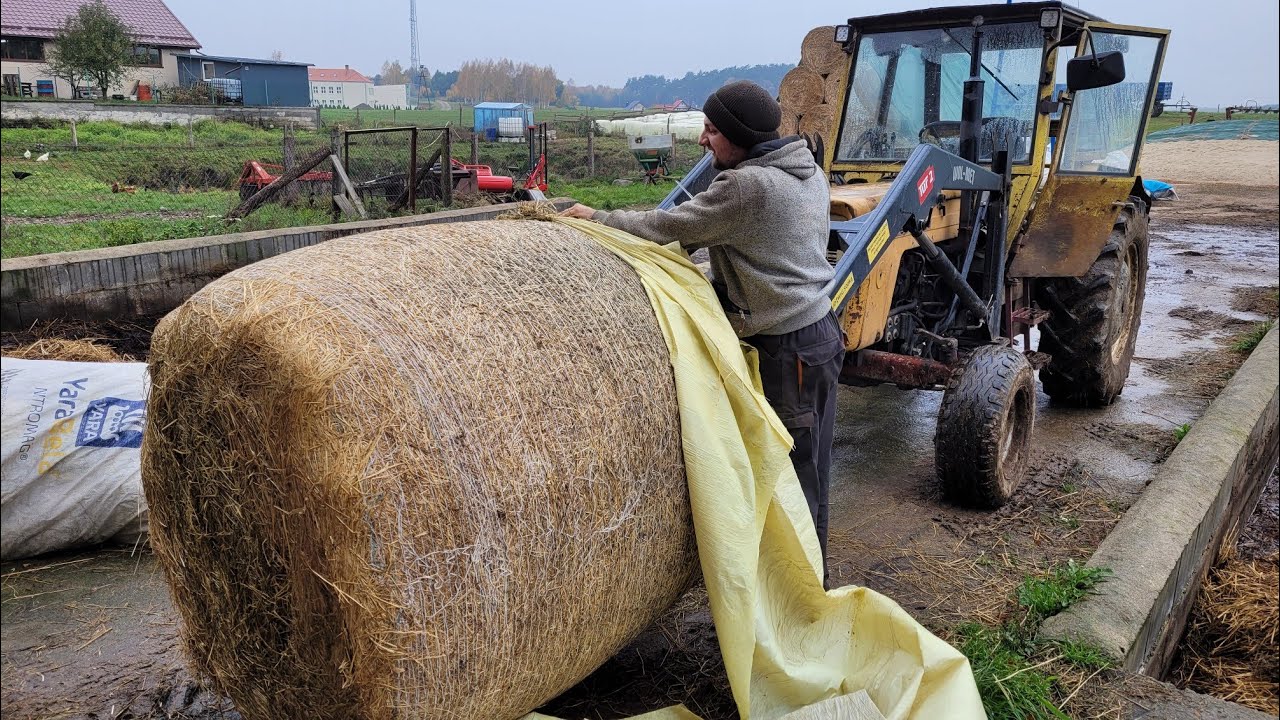 Codzienne Obowiązki Przy Bydle - Odwiedziłem Macieja.
