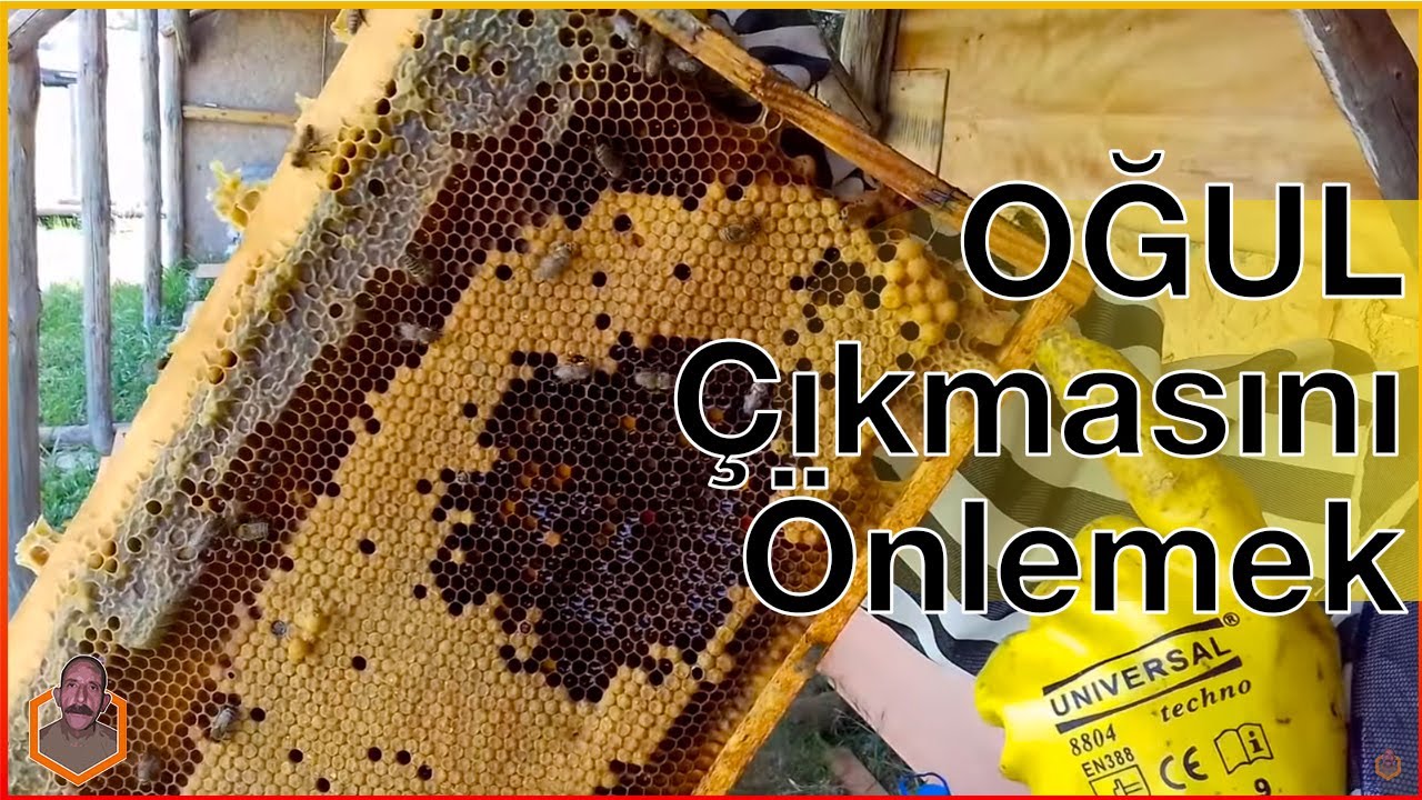 KOVANDAN OĞUL ÇIKMASINI ÖNLEME Çalışması ･ (Teknik Arıcı Hasan Bal) #4