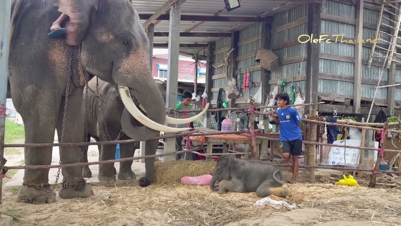 วินาที❗สัมผัสรักลูกสาวเชือกแรก❗จะกระโดดข้ามรั้วไปหาลูก❗[พลายโอเล่]