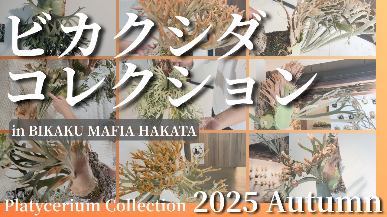 【品種紹介】いまイチオシのビカクシダ厳選9種類を一挙ご紹介！博多店へ実際に見にくる価値のあり！！