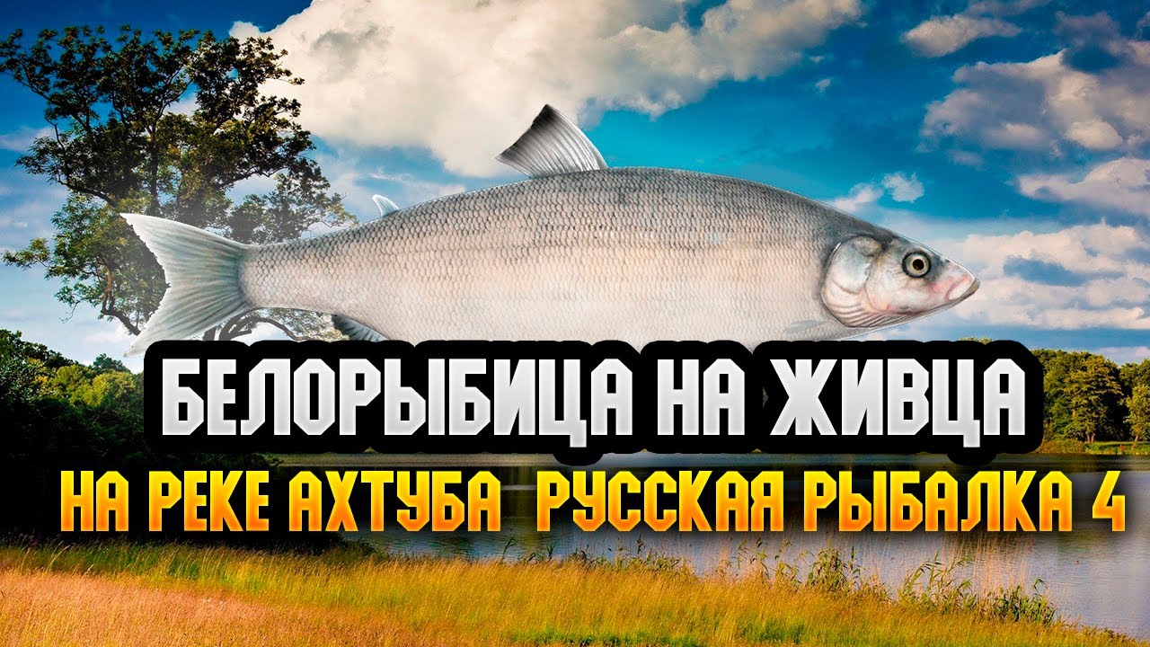 Белорыбица на живца, рыбалка на реке Ахтуба Китайская точка ! 