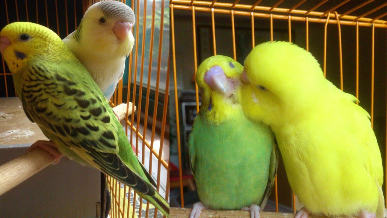 虎皮鸚鵡飼養經驗Melopsittacus undulatus