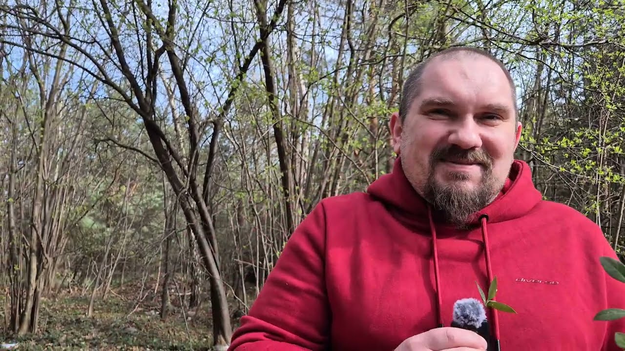 Doktor Lubicz i ziele czarownic: wielka tajemnica barwinka. Wkładacie do koszyczka a nie wiecie
