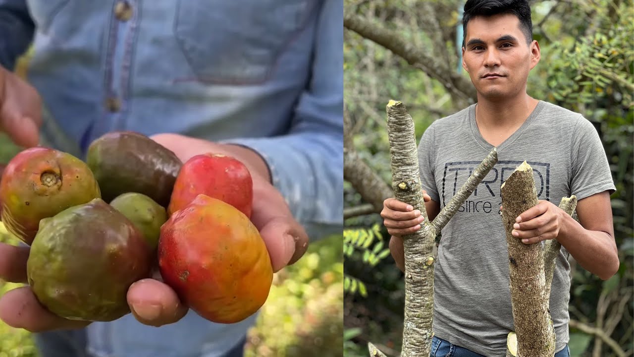 Así Es La Semilla Del Jocote De CORONA, Listo Para Sembrar