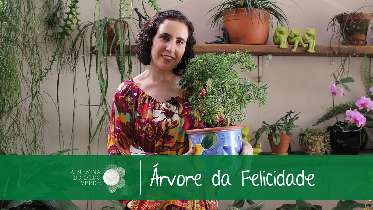 Como Cultivar &Aacute;rvore da Felicidade