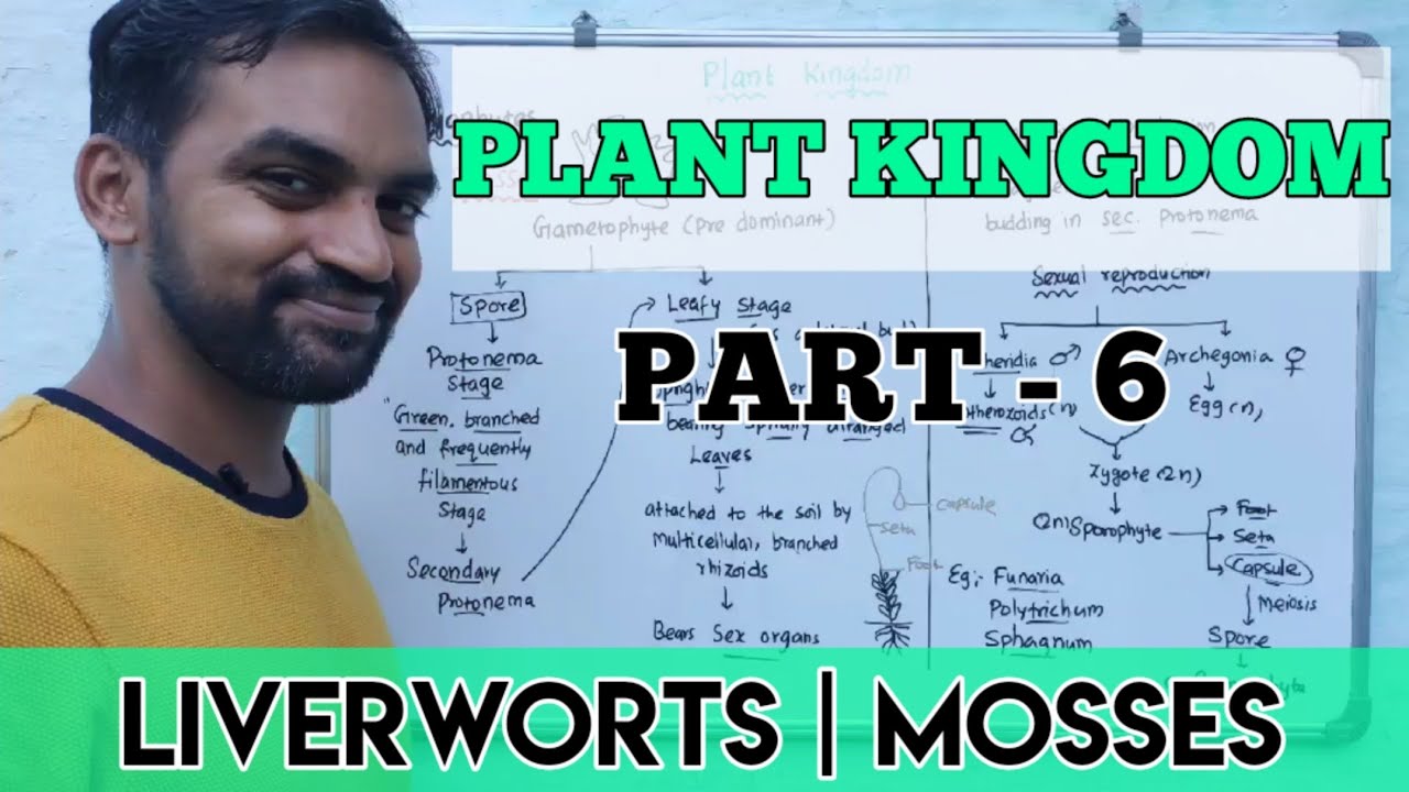 Plant kingdom | Part 6 | Bryophytes | Liverworts | Mosses
