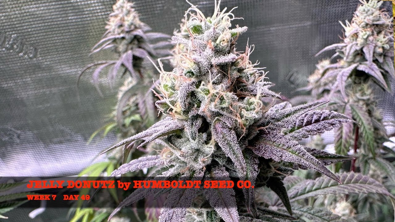 Jelly Donutz by Humboldt Seed Co: Week 7 of Flower [4k]