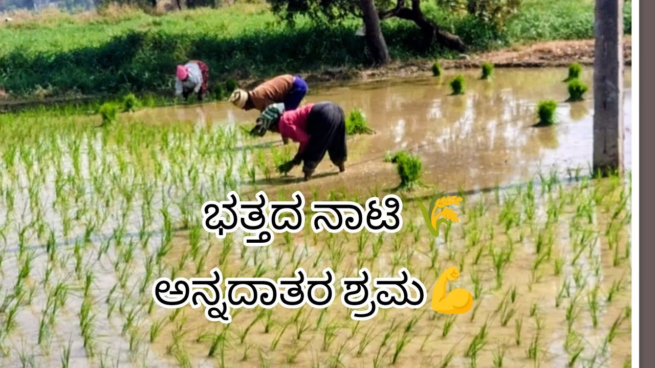  ಭತ್ತ ನಾಟಿ 🌾/ ಒಂದು ತುತ್ತು ಅನ್ನದ ಹಿಂದೆ ಇರುವ ಶ್ರಮ 💪