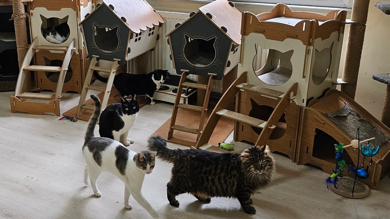 Visiting Heaven with Disabled Cats.