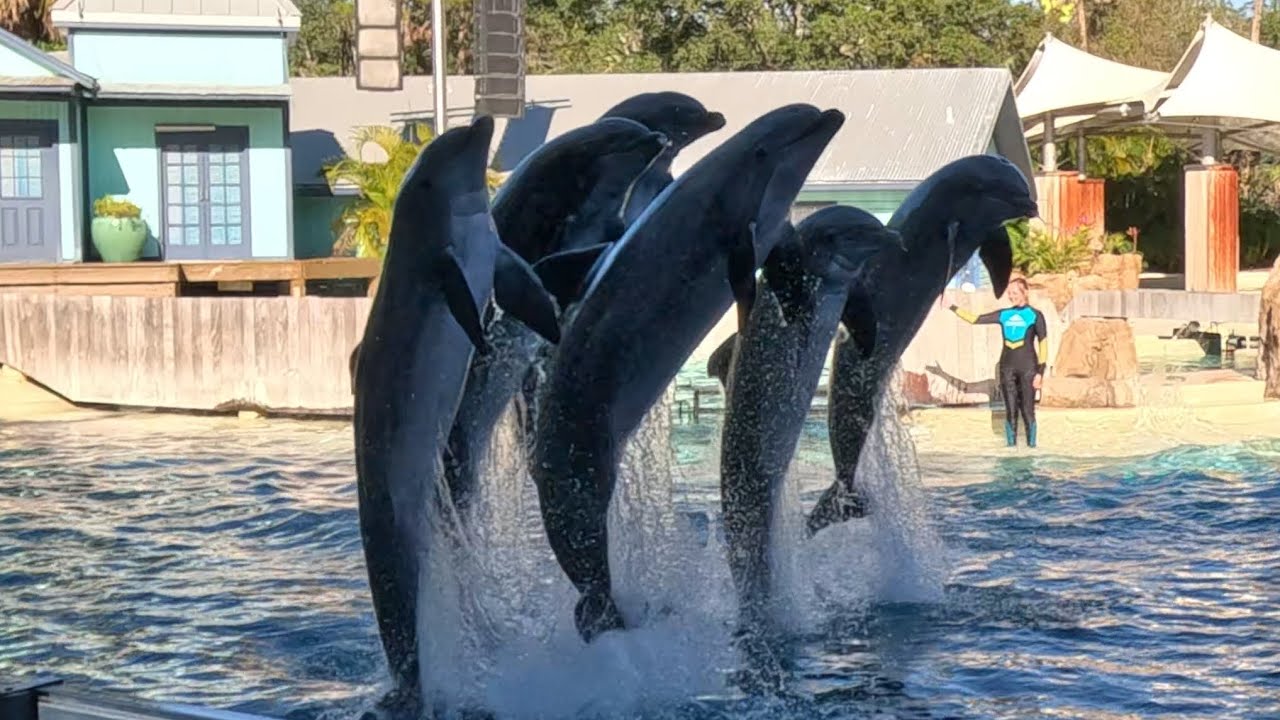 #dolphin show @SeaWorldOrlando 