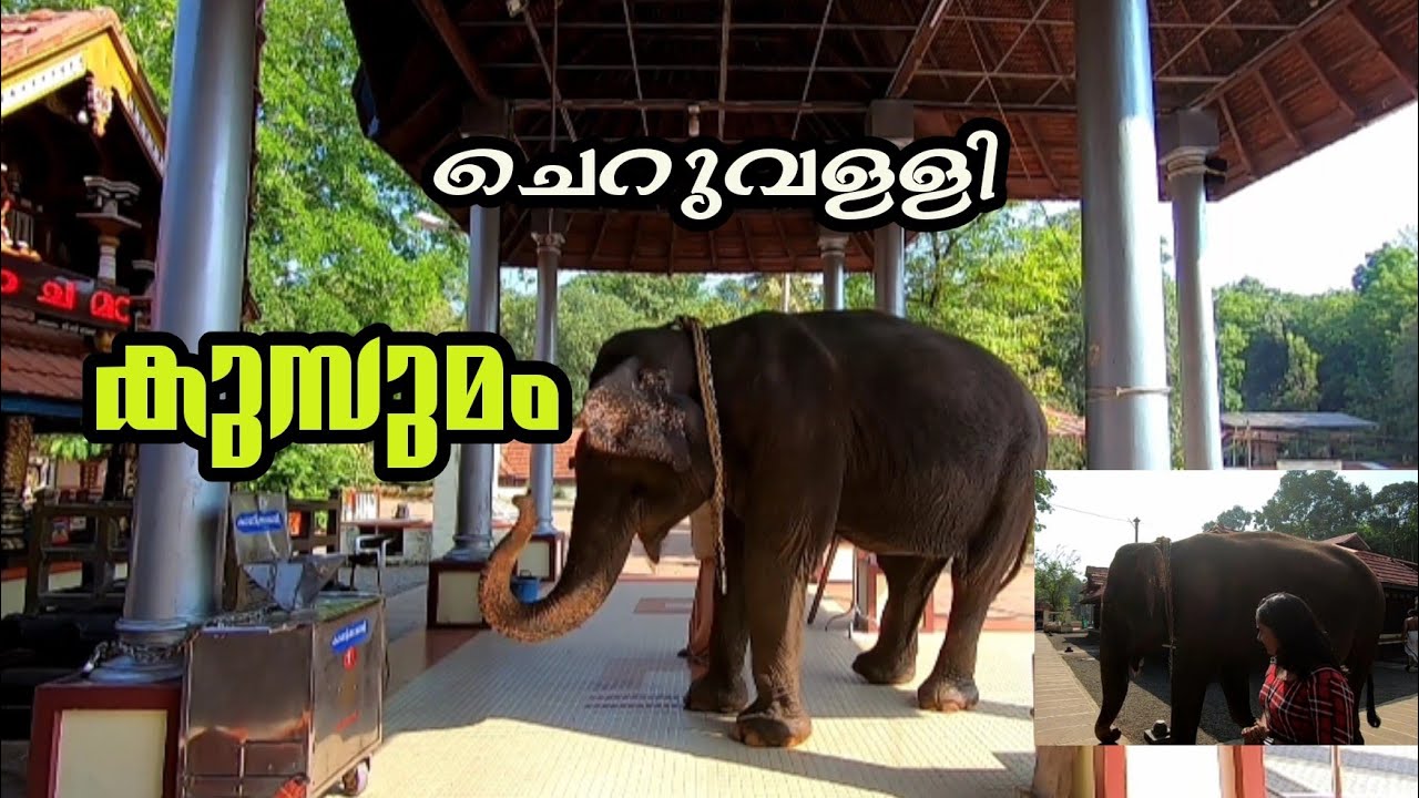 കുസുമം || cheruvally devi temple kusumam || കുസുമത്തെ കുറിച്ച് പറഞാൽ കണ്ണ് നിറയുന്ന പാപ്പാൻ