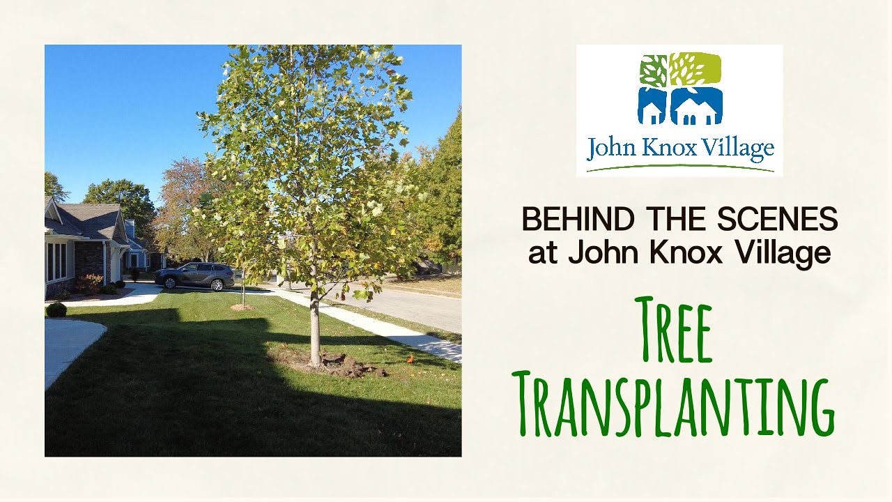 Saving Trees, Growing Community: John Knox Village’s Tree Transplant Project