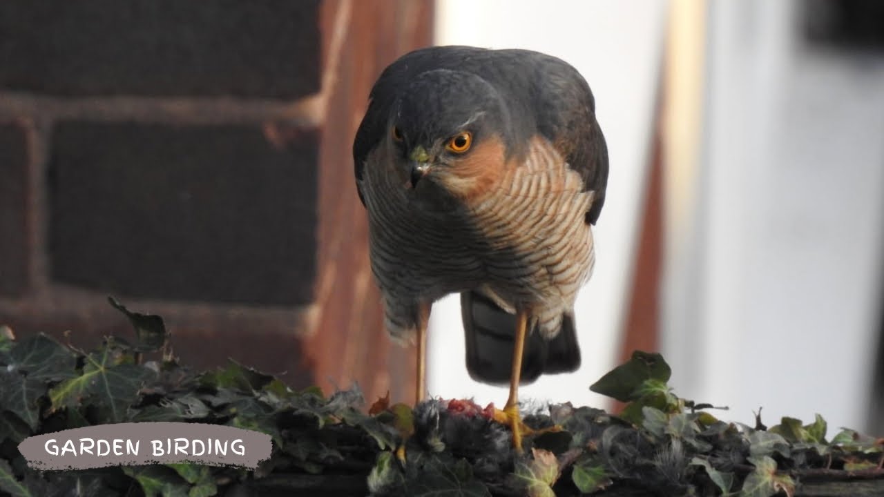 🐦‍⬛ Garden birding with stunning images of a  male sparrowhawk 