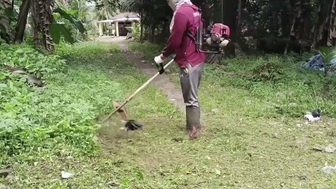 Halaman Belakang Nyaris Jadi Hutan! Langsung Eksekusi! #bersihbersih #potongrumput 