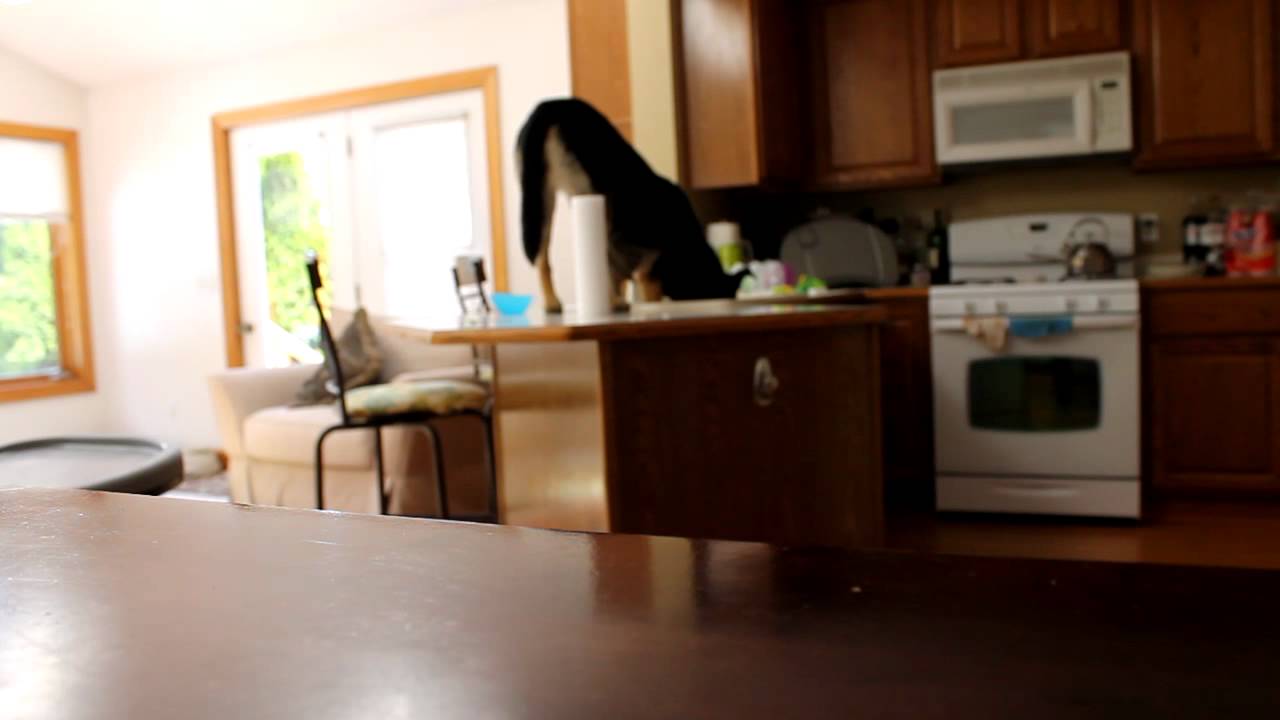 Counter Surfing Dog