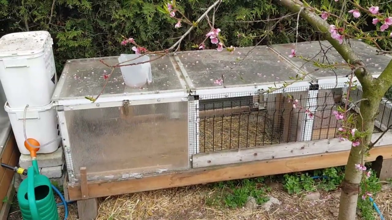 Przepiórki zaczęły się nieść... Noce około 0⁰C, w dzień po kilkanaście stopni...